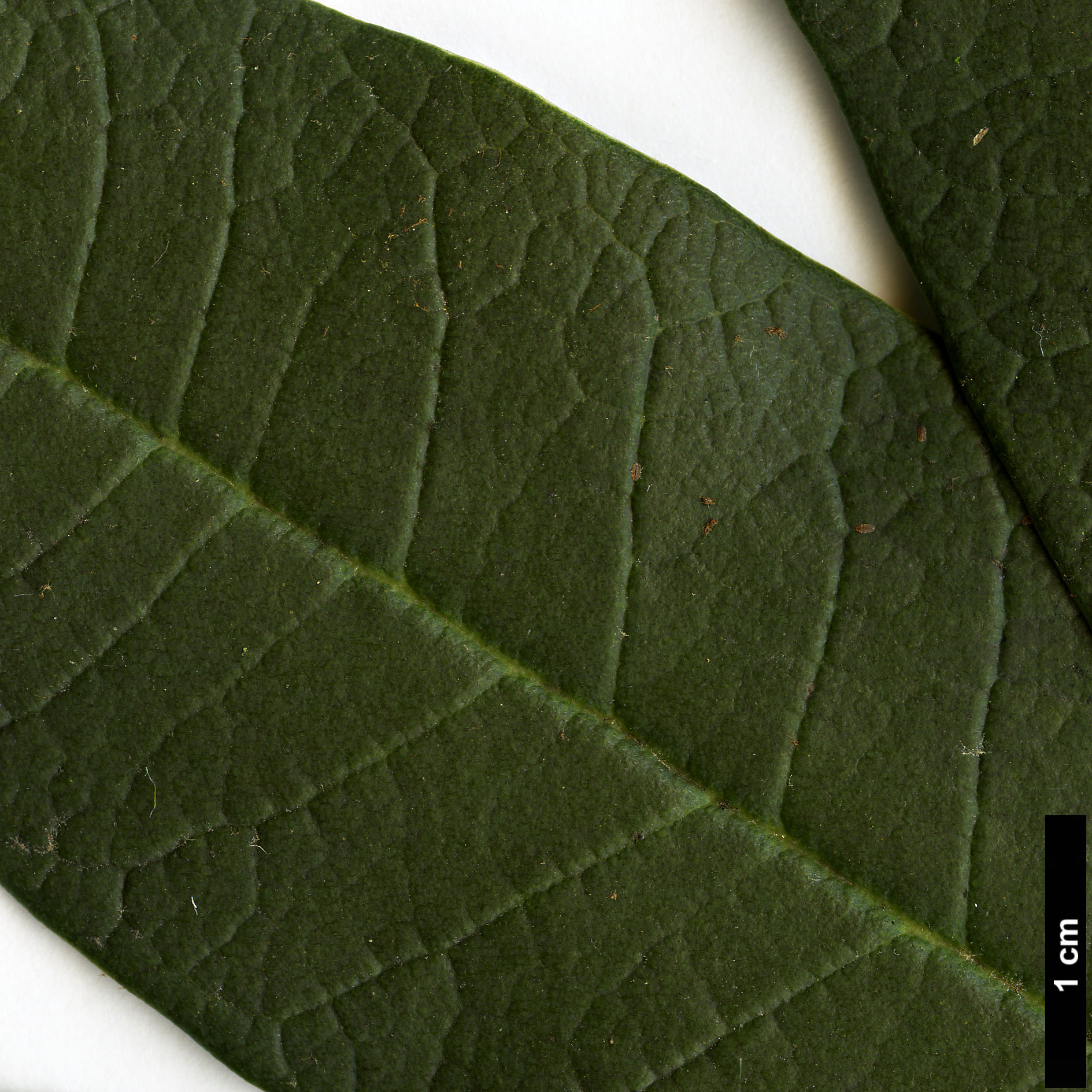 High resolution image: Family: Ericaceae - Genus: Rhododendron - Taxon: arboreum - SpeciesSub: subsp. cinnamomeum Campbelliae Group